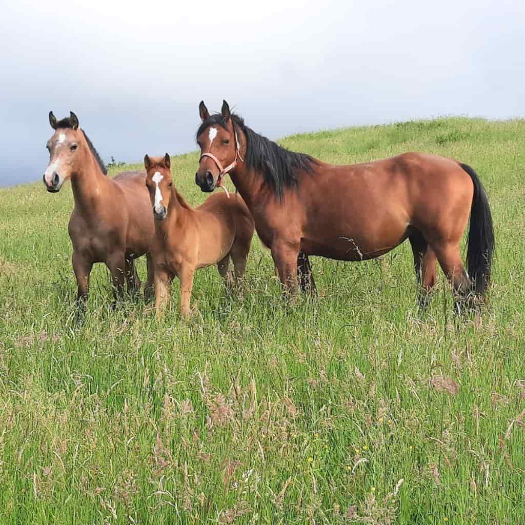 Indate Berriko animaliak