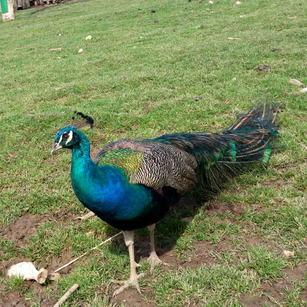 Indate Berriko animaliak