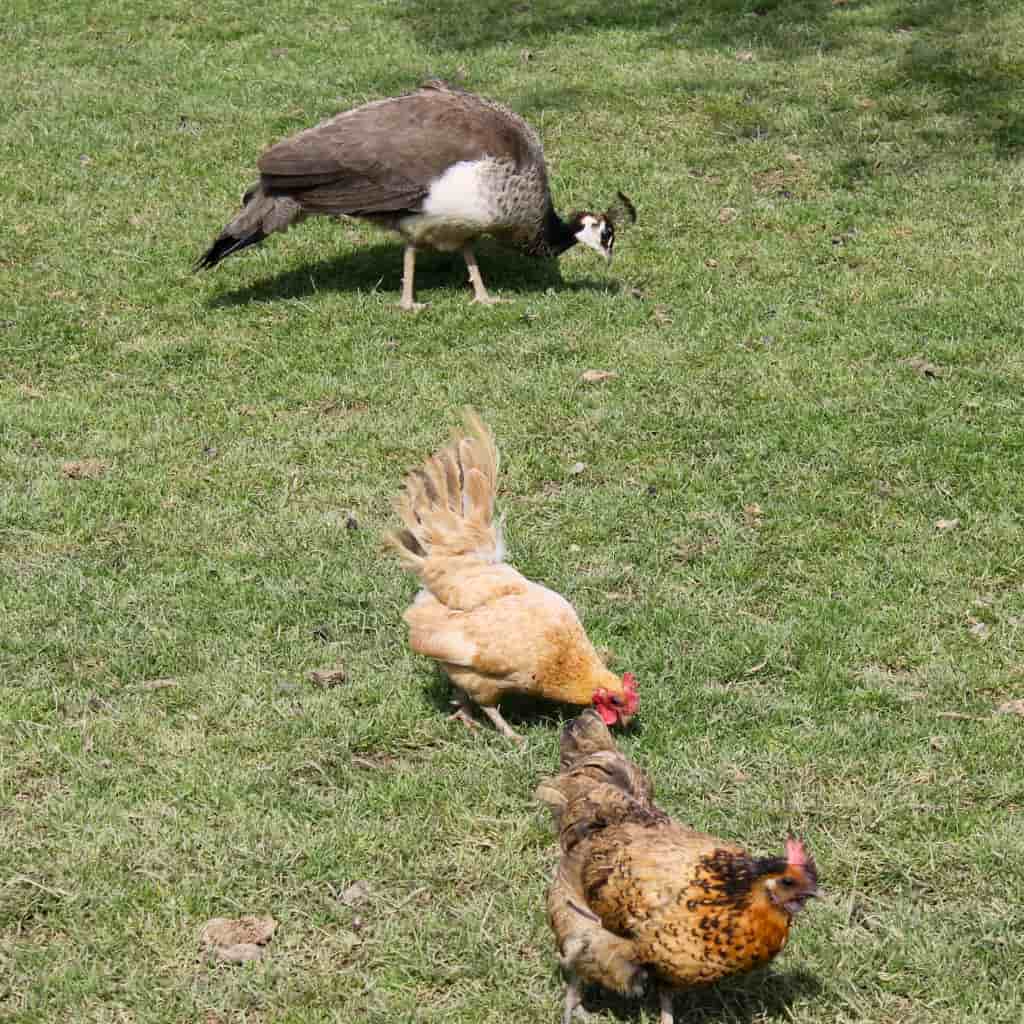 Indate Berriko animaliak