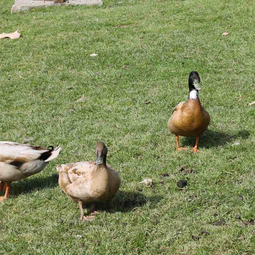 Indate Berriko animaliak