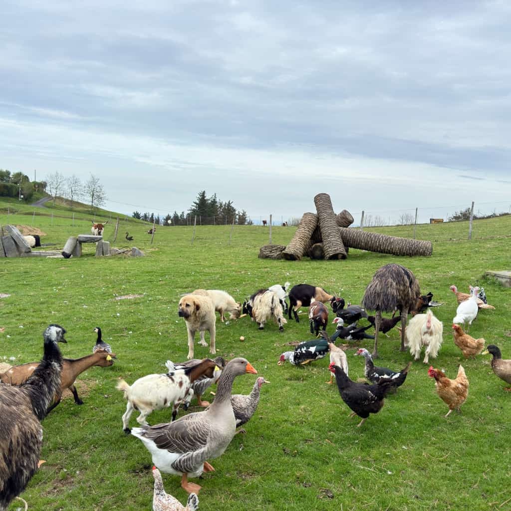 Indate Berriko animaliak