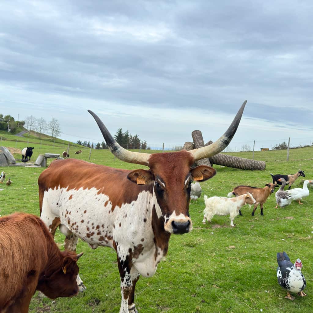 Indate Berriko animaliak