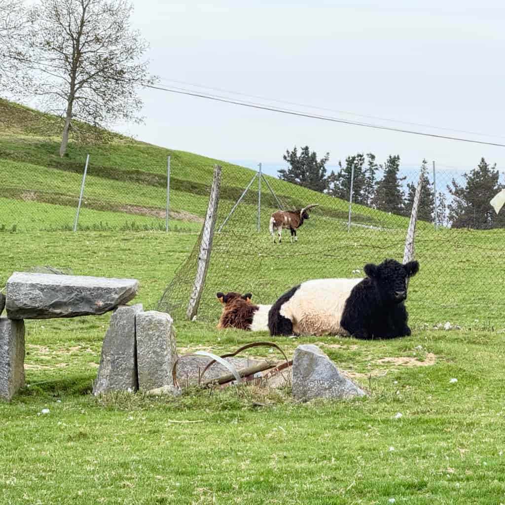 Indate Berriko animaliak