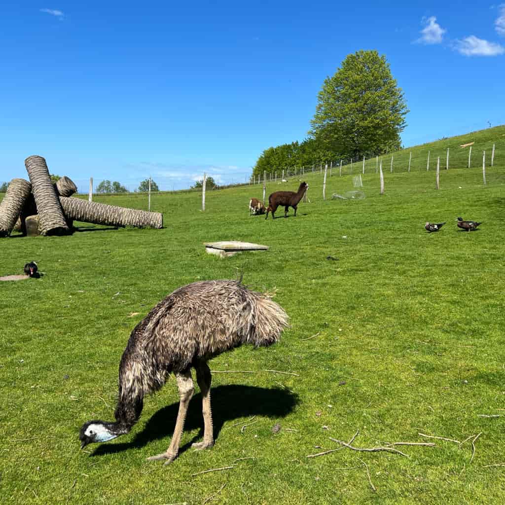 Indate Berriko animaliak