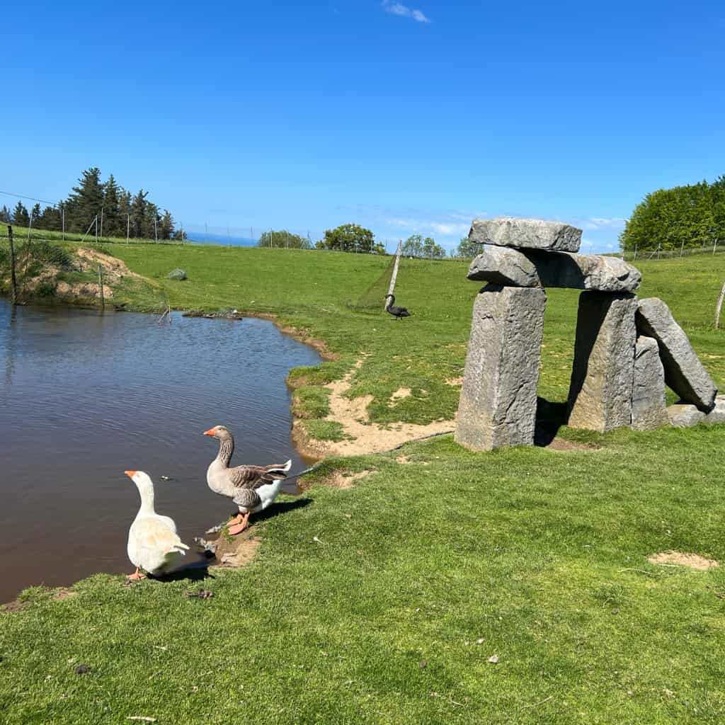 Indate Berriko animaliak