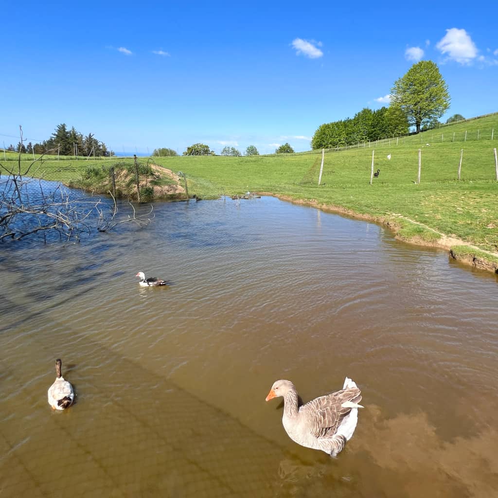 Indate Berriko animaliak