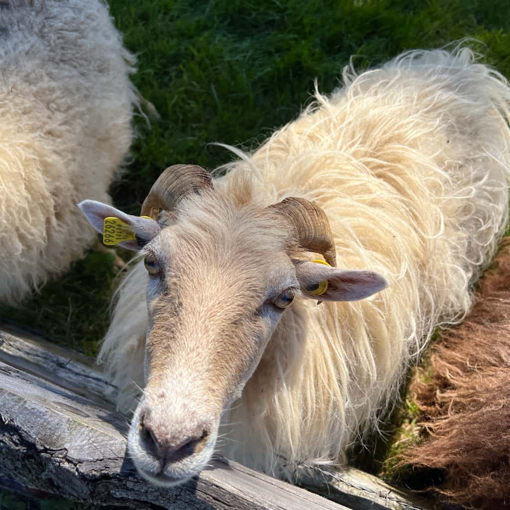 Indate Berriko animaliak