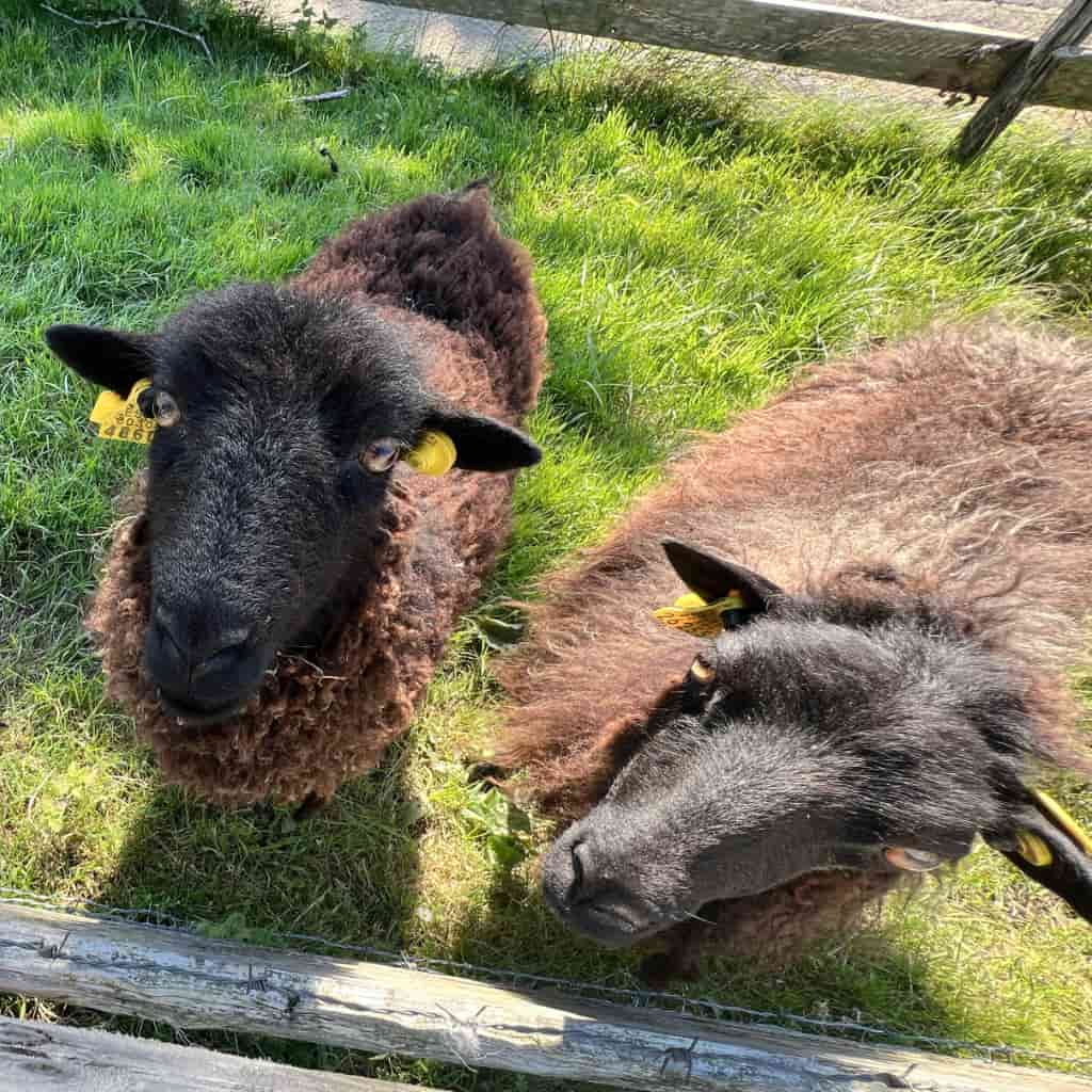 Indate Berriko animaliak