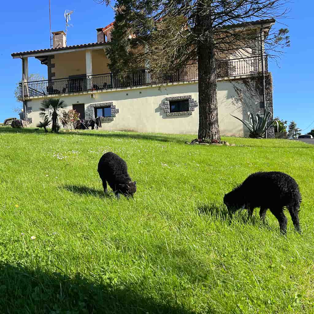 Indate Berriko animaliak