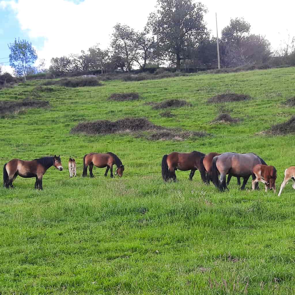 Indate Berriko animaliak