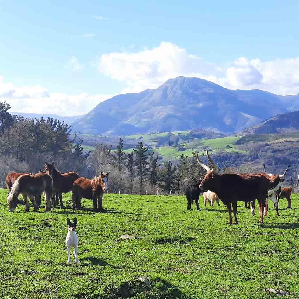 Indate Berriko animaliak