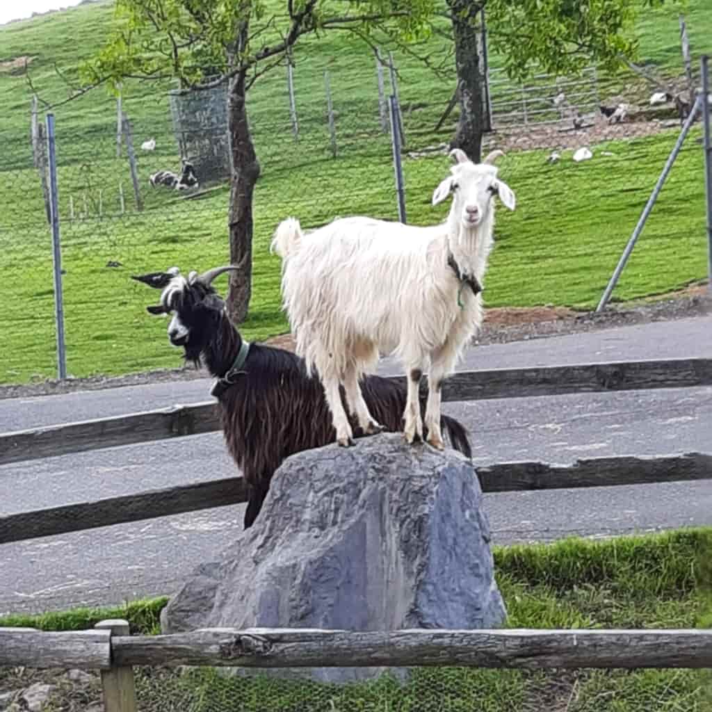 Indate Berriko animaliak