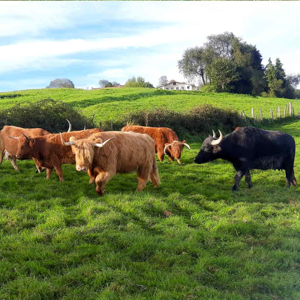 Indate Berriko animaliak