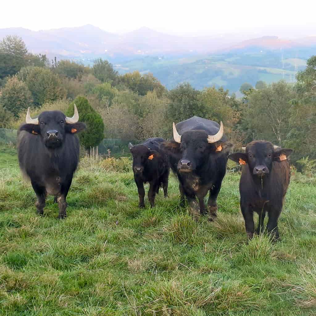 Indate Berriko animaliak