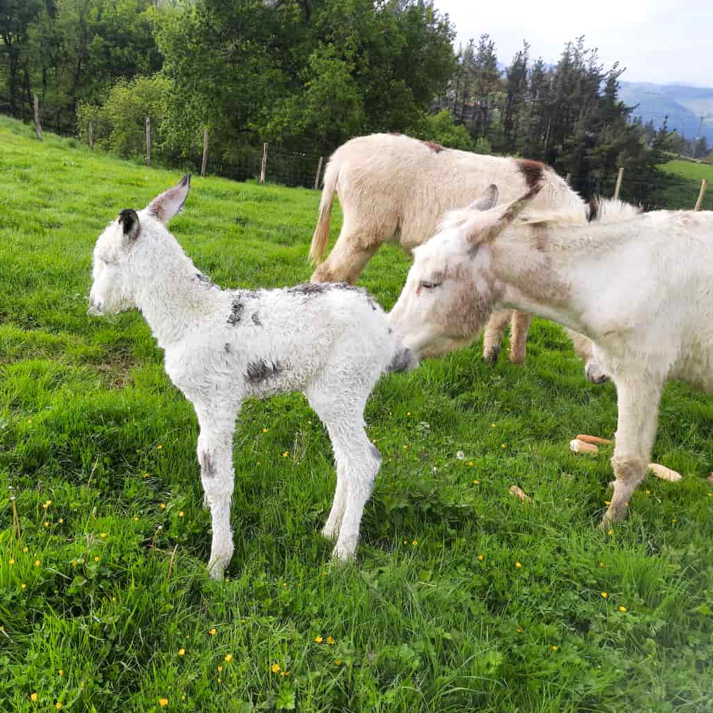 Indate Berriko animaliak