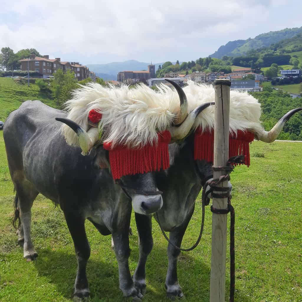 Indate Berriko animaliak