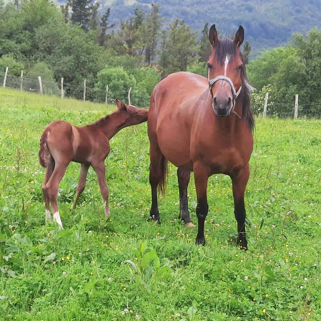 Indate Berriko animaliak