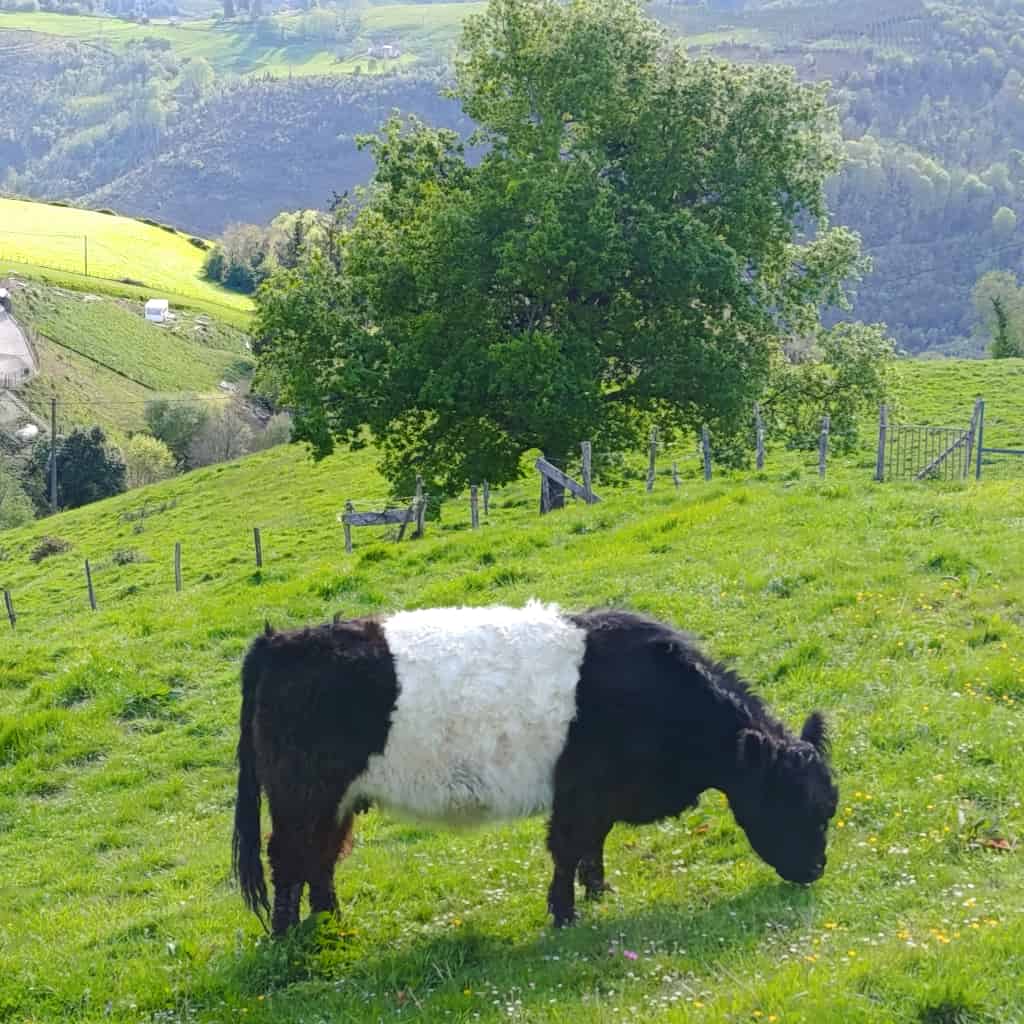 Indate Berriko animaliak