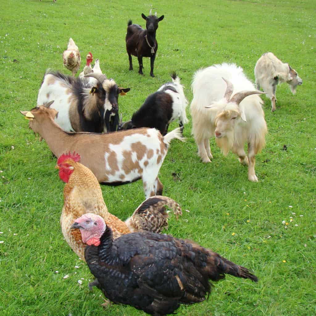 Indate Berriko animaliak